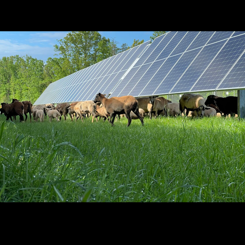 Virginia - 350 acres 65MW